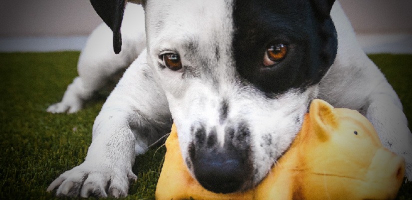 ECO-FRIENDLY GOODIES AND GIFTS FOR PETS