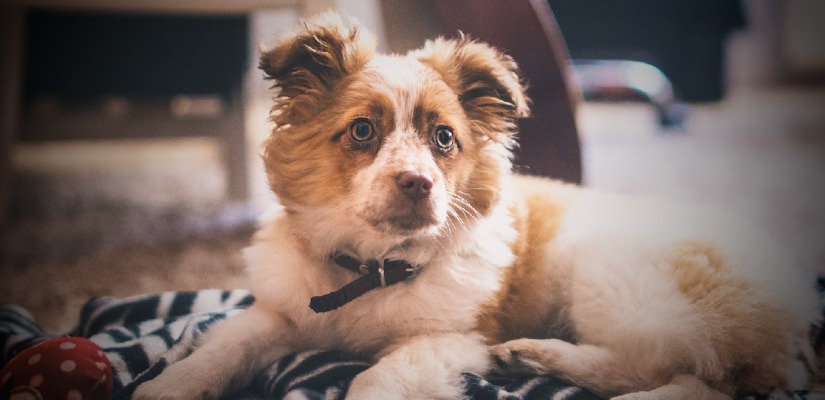 10 WAYS TO KEEP YOUR PUP FROM FREEZING THIS WINTER