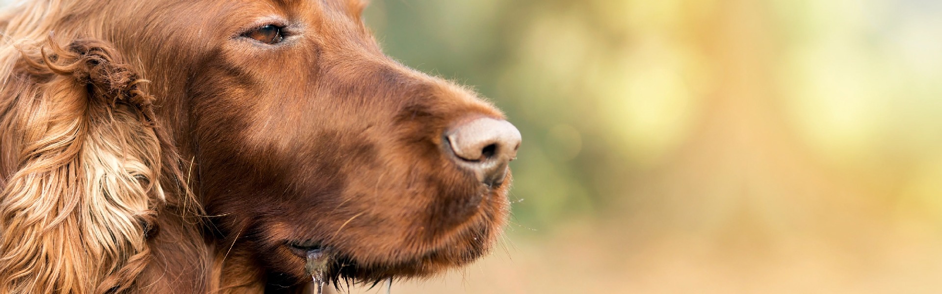 CANCER DETECTION BY CANINE