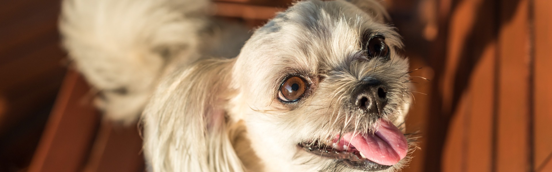 TRY THESE COOL PUP-STICKLE RECIPES OUT NOW!