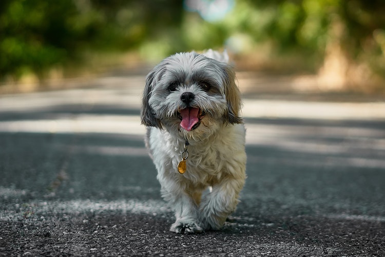 DOGWISE: DOES MY SENIOR DOG NEED A SPECIAL DIET?