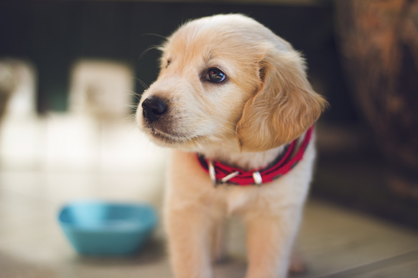 WHAT PUPPIES WANT (AND NEED)