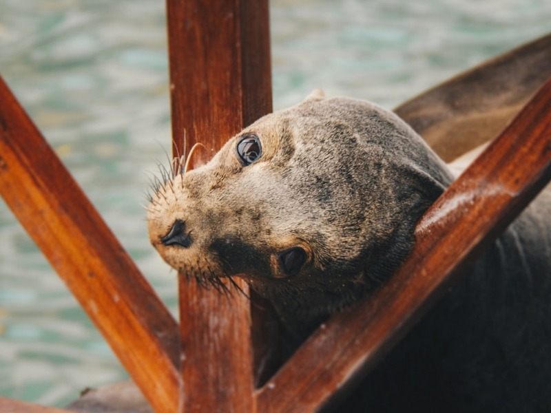 STOP ANIMAL CRUELTY – OFFENDERS MUST PAY!