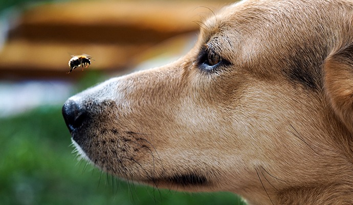 CHECK OUT THESE FUNNY DOG FACES – BEE NICE OR GET STUNG!