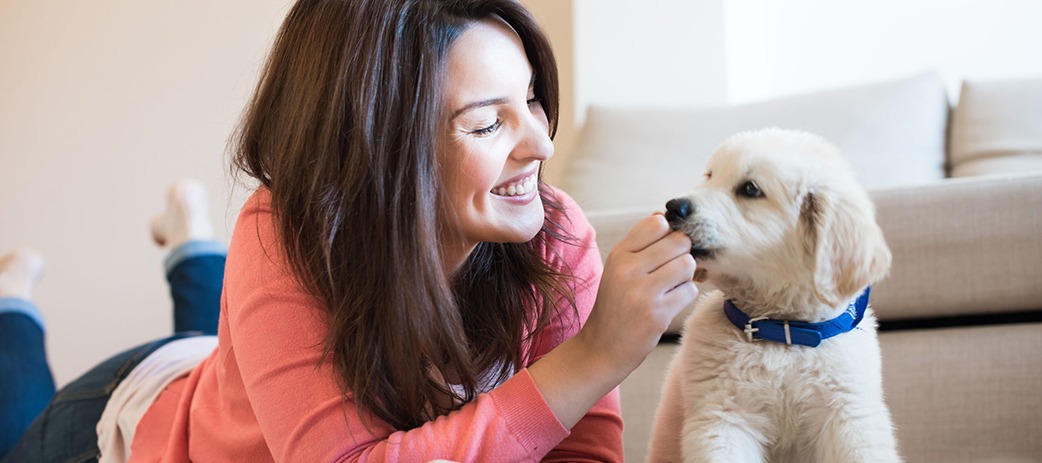 THE LAWS AROUND HAVING A PET ON YOUR PROPERTY