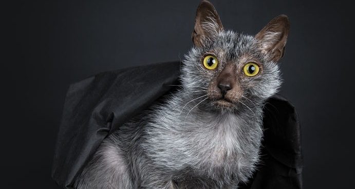 TOP 5 RAREST CAT BREEDS IN SOUTH AFRICA