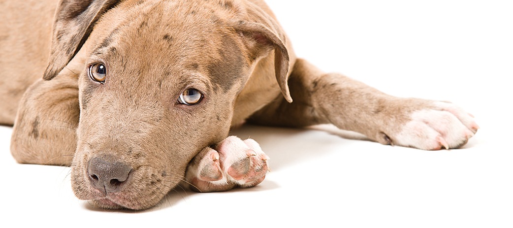 DOTSURE.CO.ZA TAKES A STRONG STAND AGAINST DOGFIGHTING