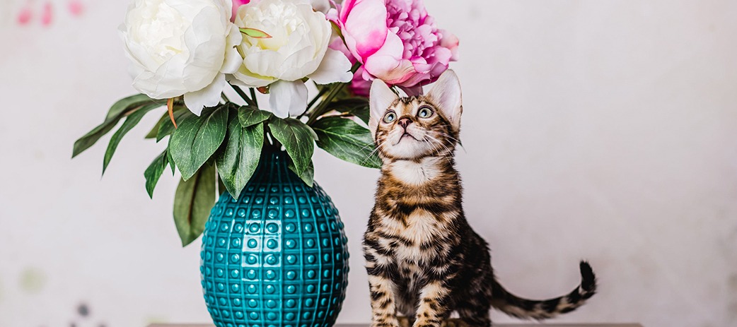 THINKING OF GETTING A BENGAL CAT? READ THIS FIRST