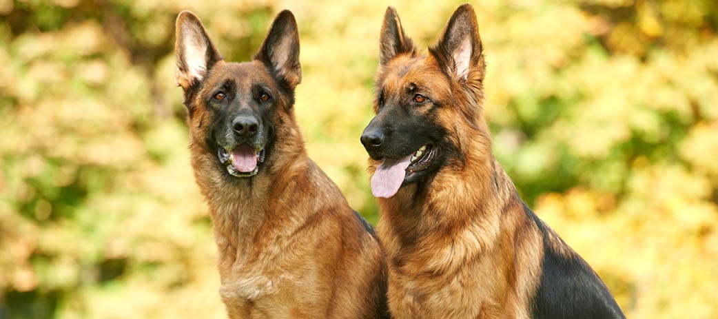 SA’S BEST GUARD DOG BREEDS
