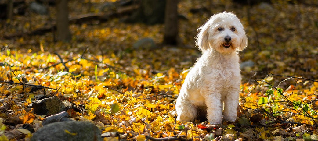 DOG LOVERS: KEEN TO ADOPT A LABRADOODLE?
