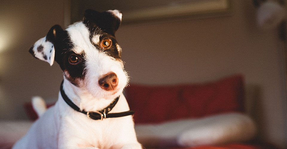 DOG THEFT IN SA – WHAT TO KNOW?