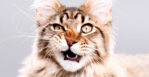 A fluffy Maine Coon looking at the camera and scrunching it's nose.