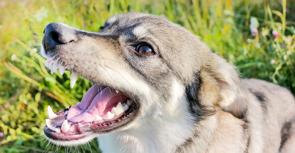 LEGAL ADVICE: 8 WAYS TO DEAL WITH A NEIGHBOUR’S NOISY BARKING DOG