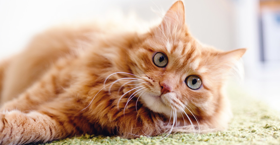 “URINE TROUBLE!”: IS THE COLOUR OF YOUR CAT’S PEE TELLING YOU SOMETHING?