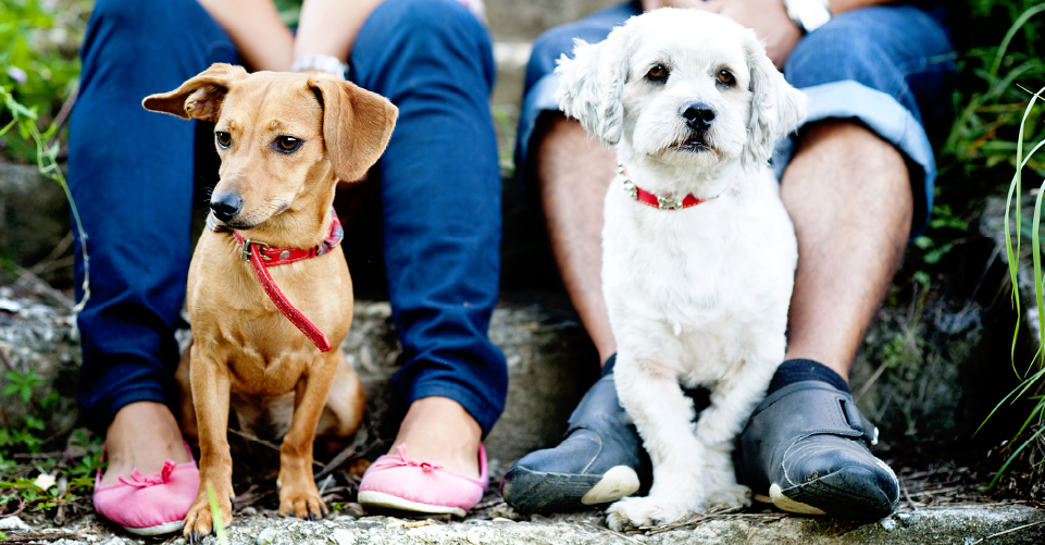 DOG CUSTODY LAW: WHO KEEPS THE DOG?