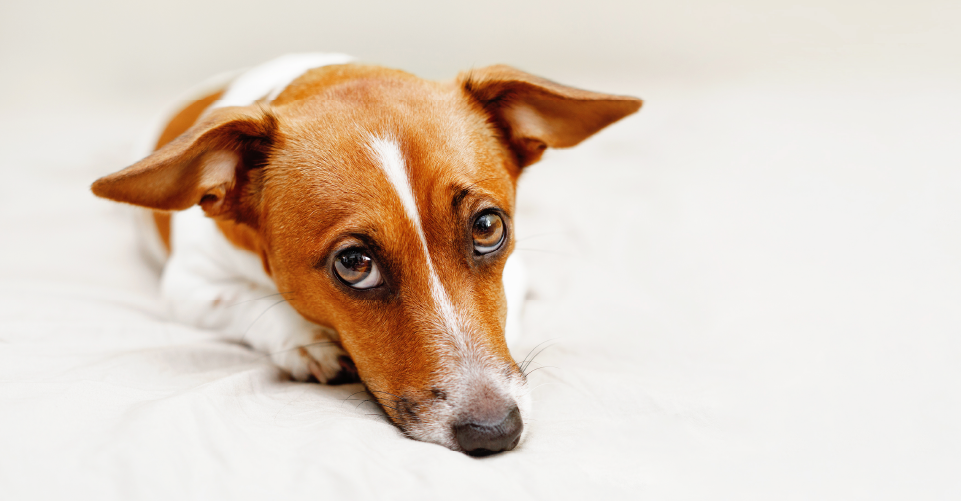 CAN DOGS DIE FROM A BROKEN HEART? WE DIG UP THE HEART-BREAKING FACTS