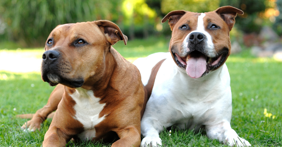 staffordshire bull terrier