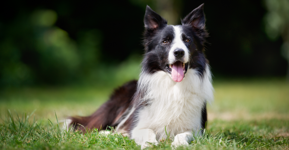 border collie