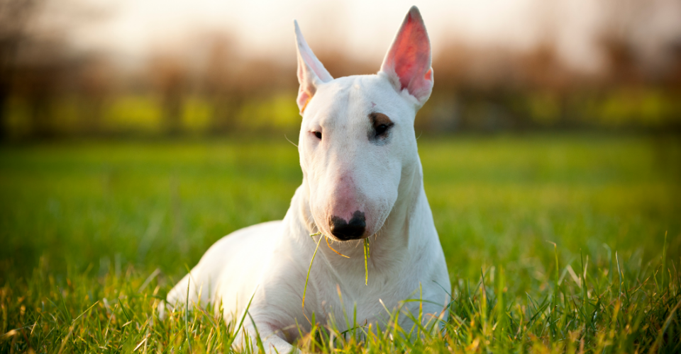 bull terrier