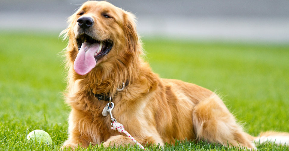TOP 10 MOST POPULAR DOG BREEDS IN SOUTH AFRICA