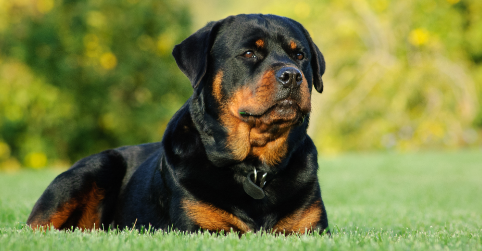 rottweiler