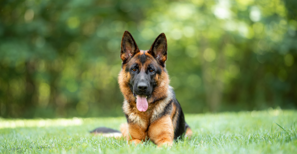 german shepherd