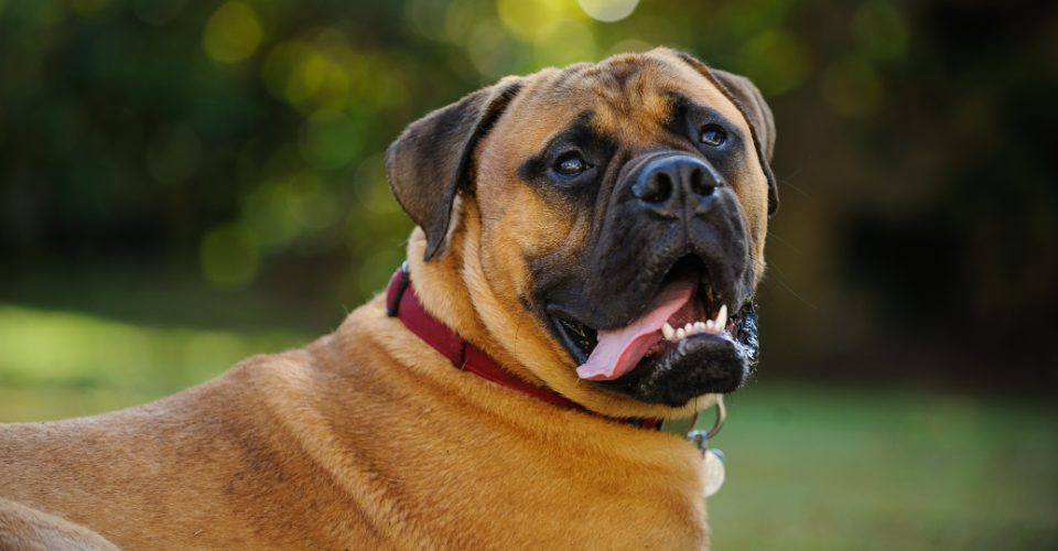 boerboel