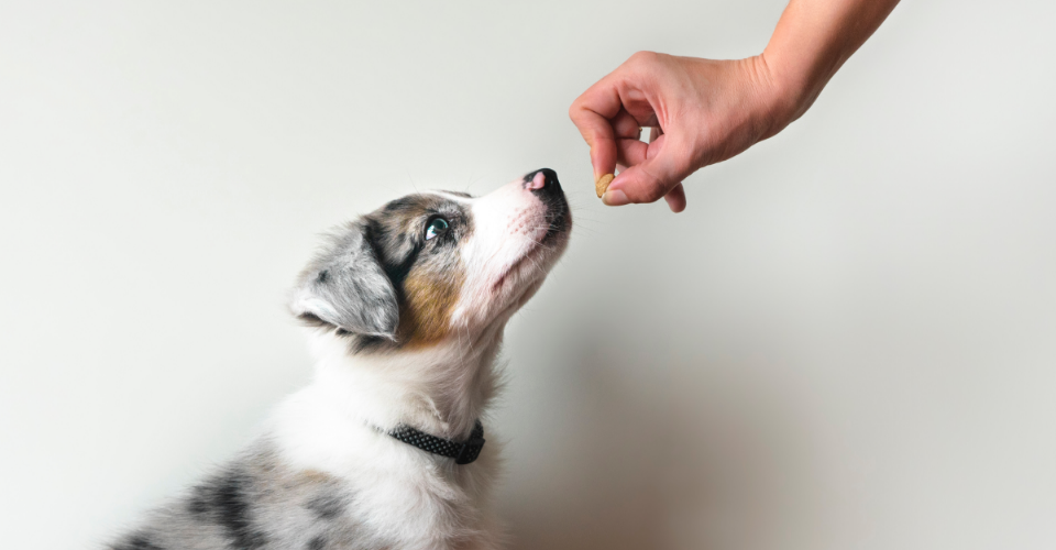 GOAL SETTING FOR YOUR PET