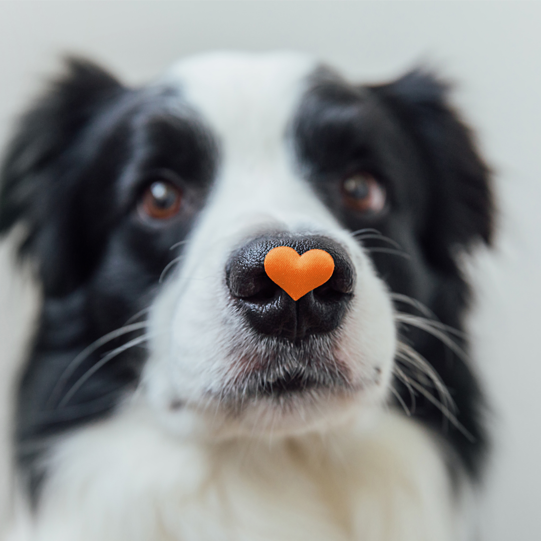 TIME TO SHOW YOUR PET SOME LOVE