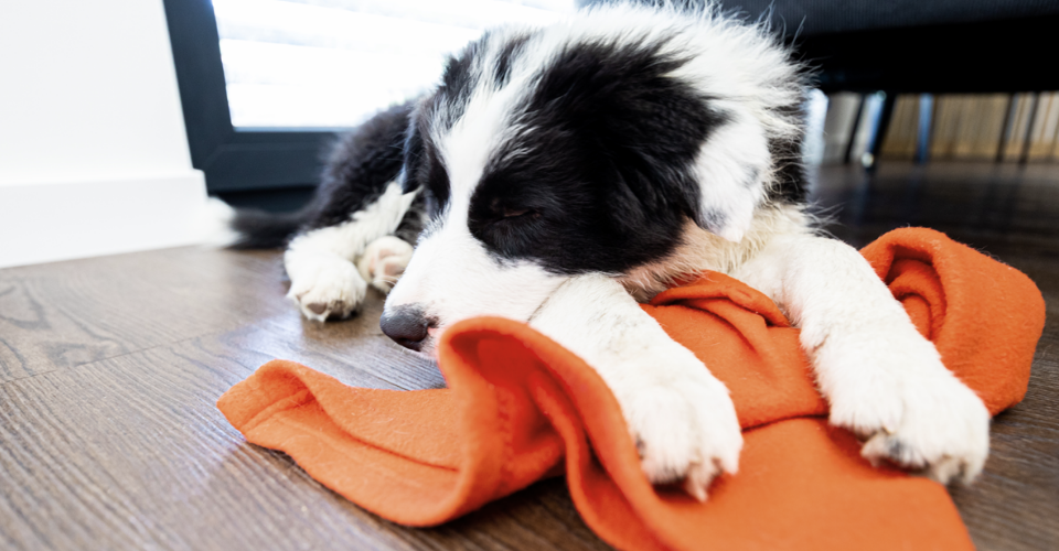 TAKING CARE OF A BORDER COLLIE