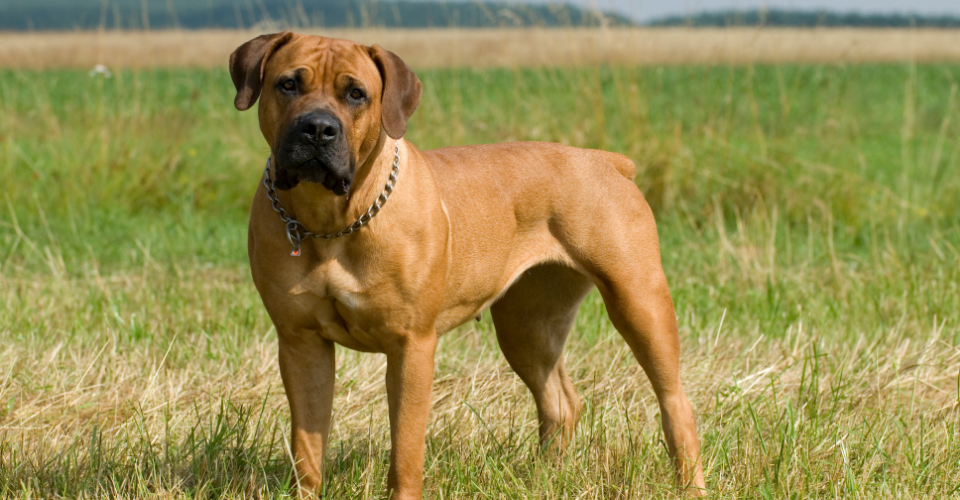 TAKING CARE OF A BOERBOEL
