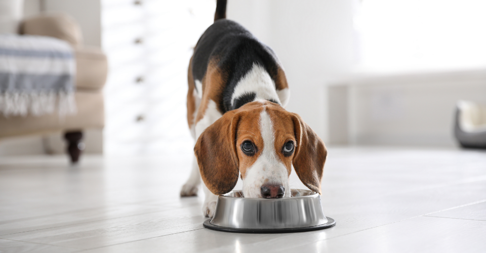 VET ADVICE: PROPER NUTRITION FOR YOUR PET
