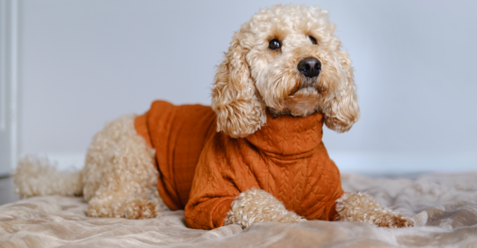 9 INTERESTING FACTS ABOUT MIXED BREED DOGS