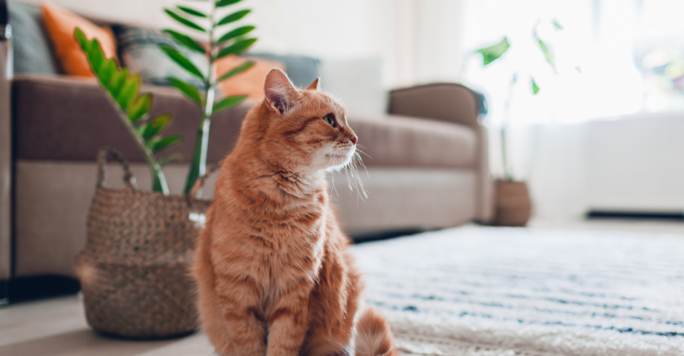 A SECOND CHANCE: TIPS FOR FOSTERING PETS