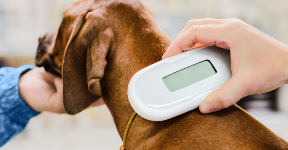 pet microchip