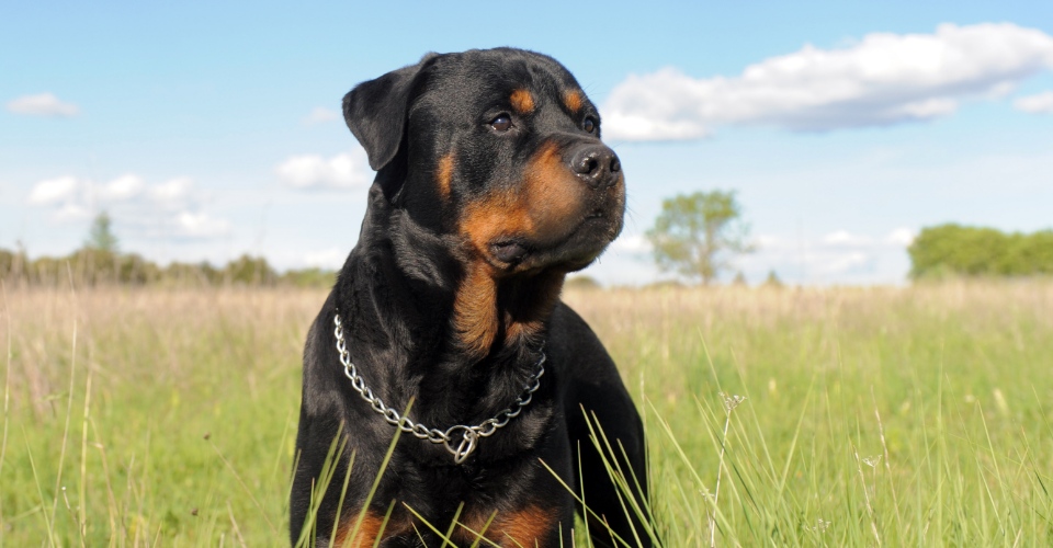 TAKING CARE OF A ROTTWEILER