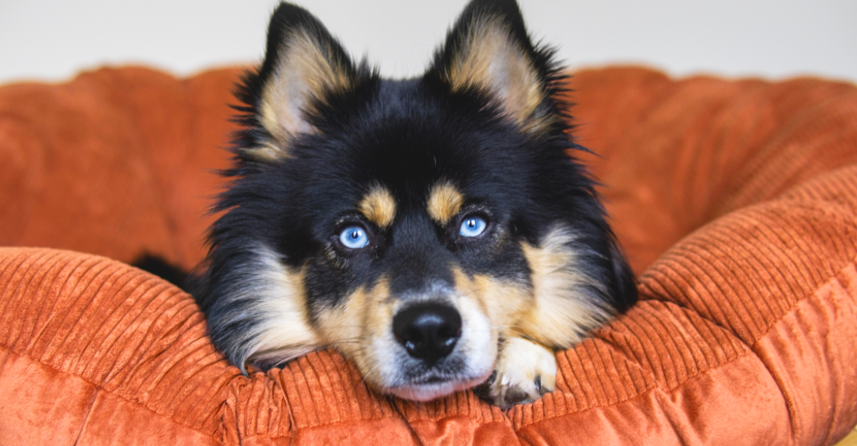 VET ADVICE: MIXED BREED PETS