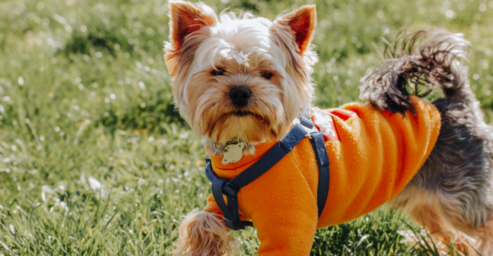 TAKING CARE OF A YORKSHIRE TERRIER