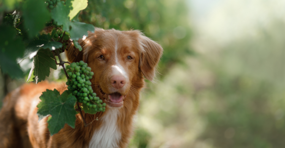 9 PET-FRIENDLY WINE FARMS