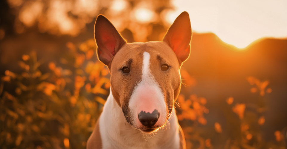 TAKING CARE OF A BULL TERRIER