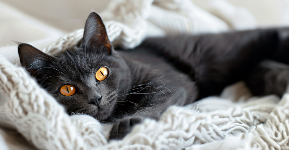 7 REASONS TO LOVE BLACK CATS