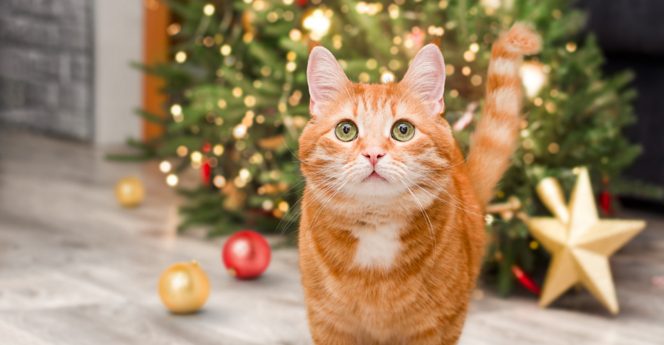 VET ADVICE: FESTIVE SEASON SAFETY