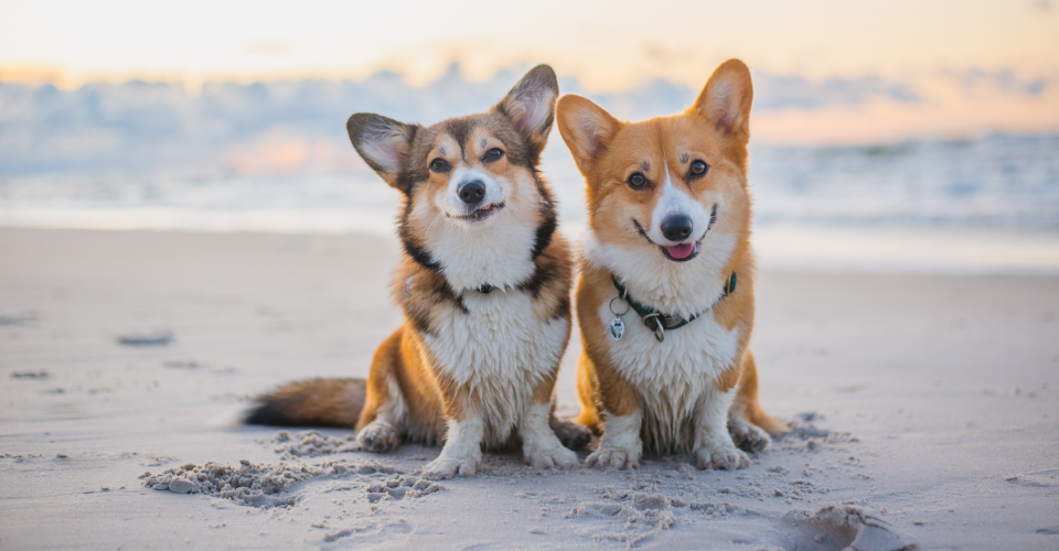 GUIDE TO PET-FRIENDLY BEACH TRIPS