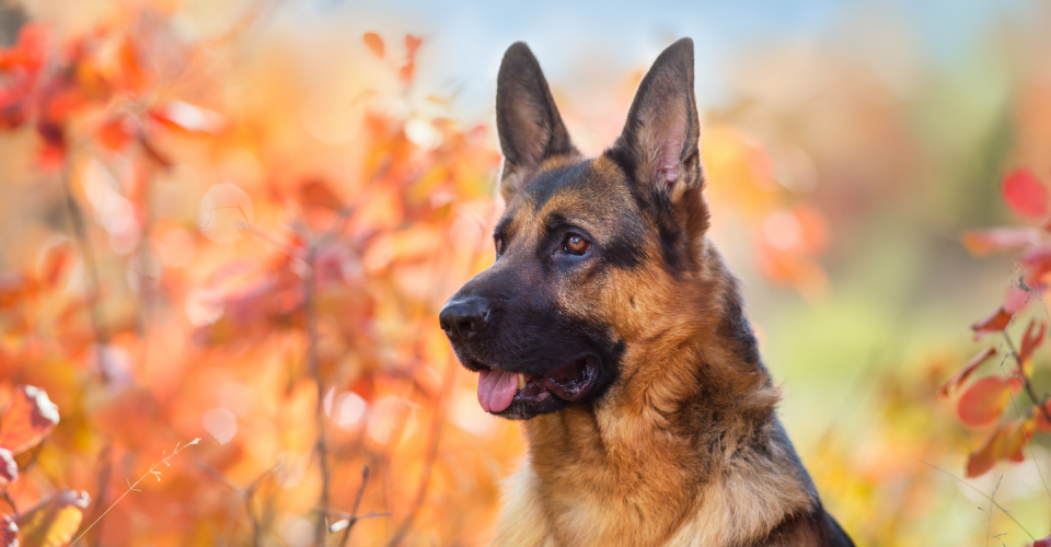 GERMAN SHEPHERD CHARACTERISTICS AND CARE