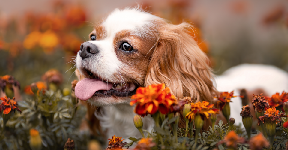 AGEING GRACEFULLY: A GUIDE TO CARING FOR YOUR SENIOR PET