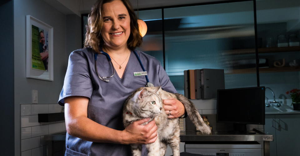 HOW TO GIVE BACK TO PETS IN NEED THIS NOVEMBER