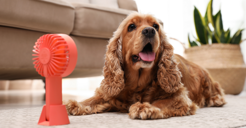 VET ADVICE: HOW TO KEEP YOUR PETS SAFE AND HEALTHY THIS SUMMER