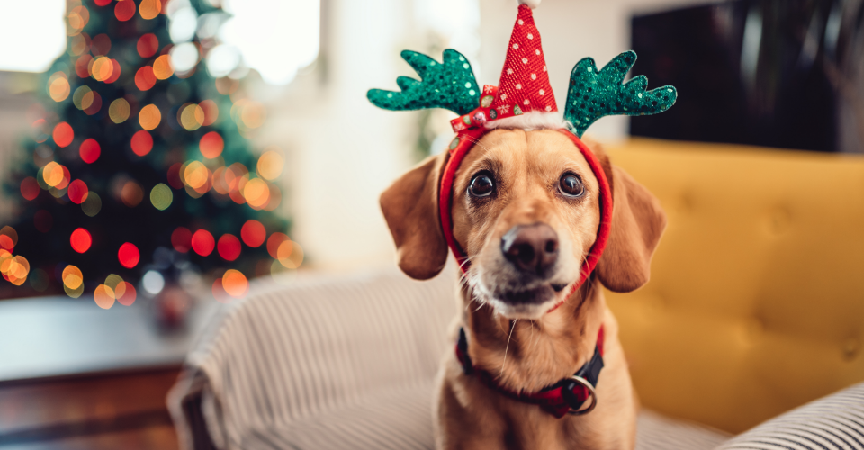 A dog wearing a Christmas hat stands in front of a Christmas tree, showcasing festive spirit and pet gift inspiration.