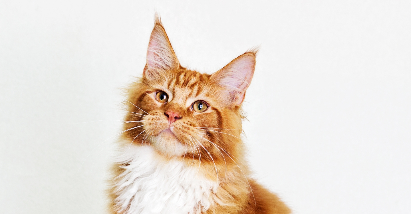 THE TOP 5 CAT BREEDS IN SA