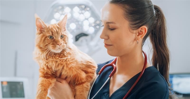 COMPASSION FATIGUE: A VET’S PERSPECTIVE